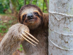 sloth-300x226.jpg